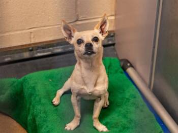SLADE -  Chihuahua and Mixed Breed Dog for Adoption in Martinez, California - SLADE | PetCurious