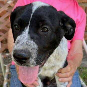JJ -  Labrador Retriever Dog for Adoption in Fort Worth, Texas - JJ | PetCurious