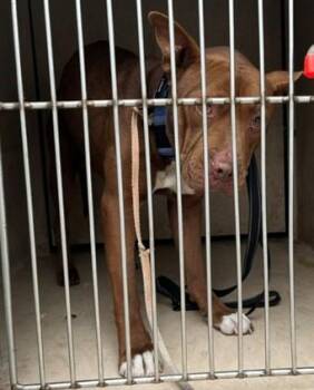 Pit Bull Terrier and Mixed Breed Dogs Available for Adoption in Oklahoma City, Oklahoma - A472598 | PetCurious