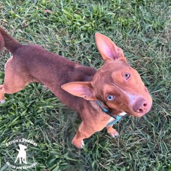 Hound Dogs Available for Adoption in Huntington, West Virginia - Max Scherzer | PetCurious