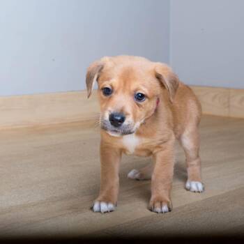 Sonny D70940 -  Labrador Retriever and Beagle Dog for Adoption in Minnetonka, Minnesota - Sonny D70940 | PetCurious