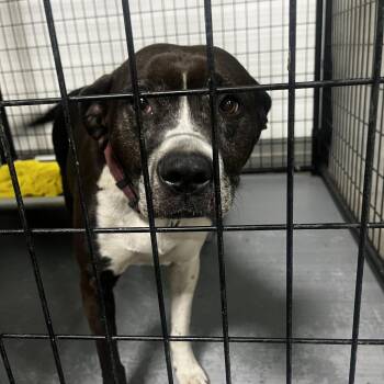 Terrier Dogs Available for Adoption in St. Louis, Missouri - Miss Montgomery | PetCurious