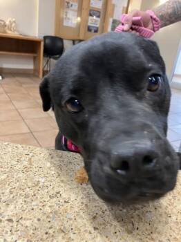 Bull Terrier and Mixed Breed Dogs Available for Adoption in Longmont, Colorado - Cora | PetCurious