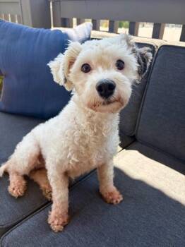 Marianna -  Poodle and Mixed Breed Dog for Adoption in Severance, Colorado - Marianna | PetCurious
