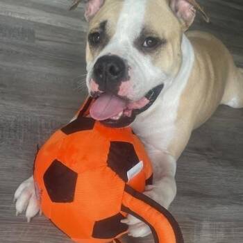 Wiggles -  American Bulldog Dog for Adoption in Maitland, Florida - Wiggles | PetCurious