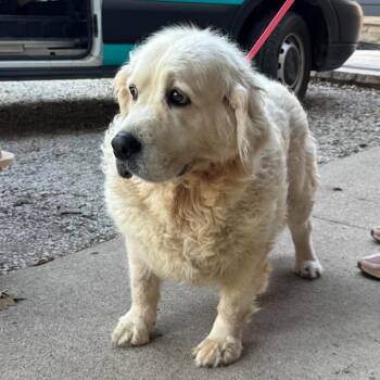 Terra -  Golden Retriever Dog for Adoption in Campton Hills, Illinois - Terra | PetCurious