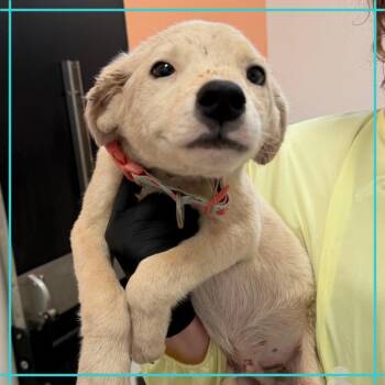 Pomme -  Mixed Breed Dog Available for Adoption in Austin, Texas - Pomme | PetCurious