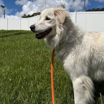 Athena -  Great Pyrenees Dog for Adoption in Clearwater, Florida - Athena | PetCurious