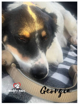 Rescue Border Collie Dogs for Adoption in Council Bluffs, Iowa - Georgia | PetCurious