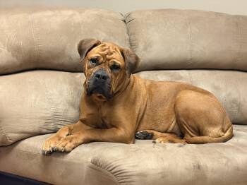 Bullmastiff Dogs Available for Adoption - Minako (aka Minnie) | PetCurious