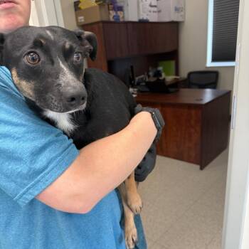 Rat Terrier and Mixed Breed Dogs Available for Adoption in Galax, Virginia - William | PetCurious