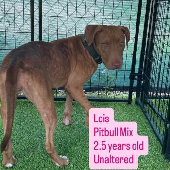 Lois -  Pit Bull Terrier and Hound Dog for Adoption in Tampa, Florida - Lois | PetCurious