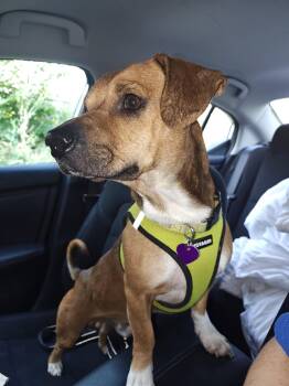 Hunter #3 -  Chihuahua and Beagle Dog for Adoption in Denver, Colorado - Hunter #3 | PetCurious