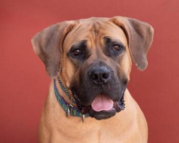 Mastiff Dogs Available for Adoption in Southaven, Mississippi - PUMPKIN | PetCurious
