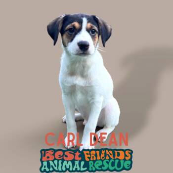 Carl Dean -  Chihuahua and Labrador Retriever Dog for Adoption in Wasilla, Alaska - Carl Dean | PetCurious