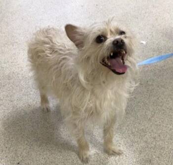 Terrier Dogs Available for Adoption in Riverside, California - MAX | PetCurious