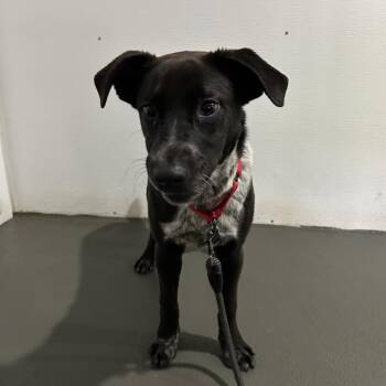 Pebbles -  Black Labrador Retriever and Mixed Breed Dog for Adoption in Falls Church, Virginia - Pebbles | PetCurious