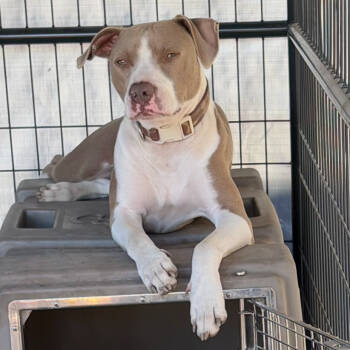 Rescue Pit Bull Terrier Dogs for Adoption in Shiner, Texas - Chandler | PetCurious