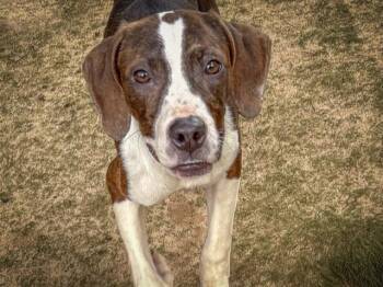 Rescue Plott Hound and Mixed Breed Dogs for Adoption in Tallahassee, Florida - DOTTIE | PetCurious
