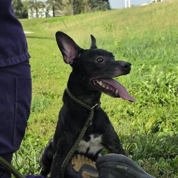 Biscuit -  Miniature Pinscher and Rat Terrier Dog for Adoption in Elmhurst, Illinois - Biscuit | PetCurious
