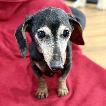 Martha -  Dachshund Dog for Adoption in Livingston, Texas - Martha | PetCurious