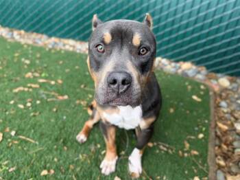 Pit Bull Terrier Dogs Available for Adoption - CRAZY BREAD | PetCurious