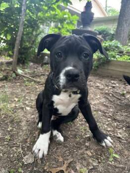 Wilson -  Labrador Retriever and Terrier Dog for Adoption in Herndon, Virginia - Wilson | PetCurious