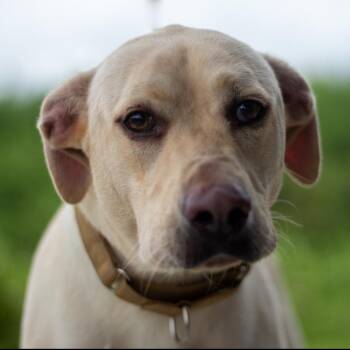 Casper -  Mixed Breed Dog for Adoption in Springboro, Ohio - Casper | PetCurious