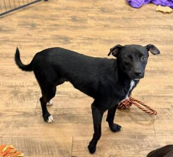 Magic -  Terrier Dog Available for Adoption in Troy, Alabama - Magic | PetCurious