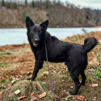 Alfalfa -  Border Collie and Black Labrador Retriever Dog for Adoption in Ravenna, Kentucky - Alfalfa | PetCurious
