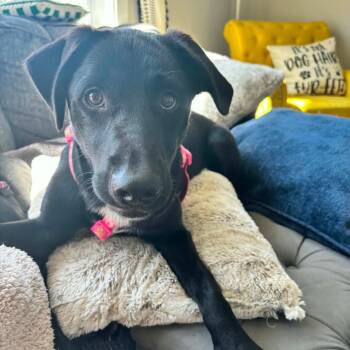 Daphne Doo -  Black Labrador Retriever and Mixed Breed Dog for Adoption in Jarrettsville, Maryland - Daphne Doo | PetCurious