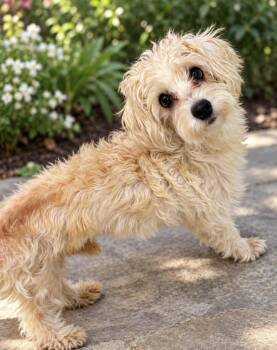 Aspen -  Maltipoo Dog for Adoption - Aspen | PetCurious
