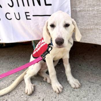 Offline -  Labrador Retriever and Great Pyrenees Dog for Adoption in New York, New York - Offline | PetCurious
