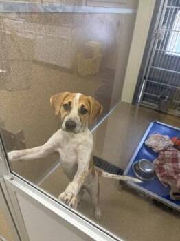 Kiwi -  Hound and Retriever Dog for Adoption in East Brookfield, Massachusetts - Kiwi | PetCurious