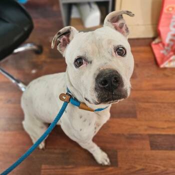 Rescue Pit Bull Terrier Dogs for Adoption in Wahiawa, Hawaii - Beebo | PetCurious