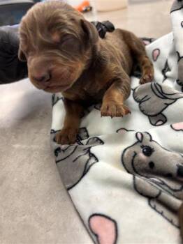 Rescue Doberman Pinscher and Mixed Breed Dogs for Adoption in El Paso, Texas - Pup 6 | PetCurious