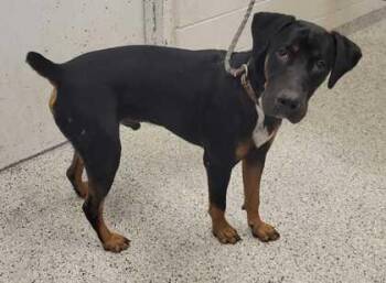 Durango -  Mixed Breed Dog for Adoption in Kansas City, Missouri - Durango | PetCurious