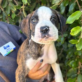 Blueberry -  Boxer Dog for Adoption in Goleta, California - Blueberry | PetCurious