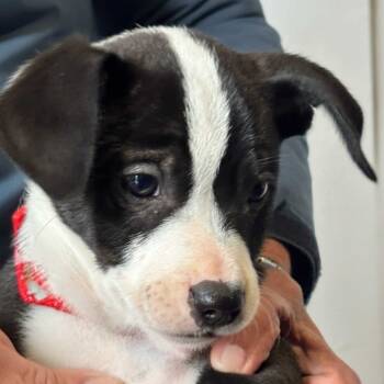 Rescue Mixed Breed Dogs for Adoption in San Francisco, California - Sally | PetCurious