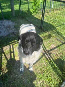 Tad -  Newfoundland Dog and Cattle Dog Dog for Adoption in Greencastle, Indiana - Tad | PetCurious