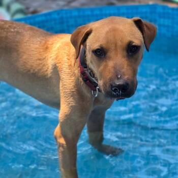 Rescue Labrador Retriever Dogs for Adoption in Baldwin, Maryland - Slim Jim | PetCurious