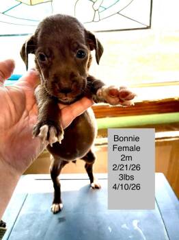 Terrier Dogs Available for Adoption in Colorado Springs, Colorado - Bonnie | PetCurious