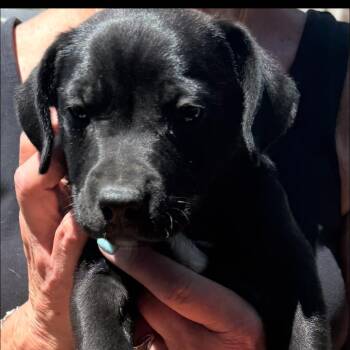 Juniper -  Black Labrador Retriever and Pit Bull Terrier Dog for Adoption in Cashmere, Washington - Juniper | PetCurious