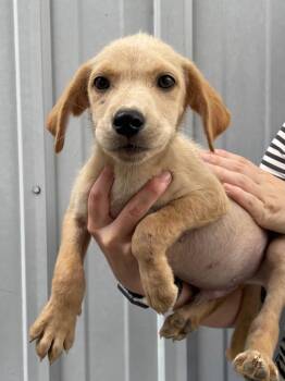 Horace -  Labrador Retriever and Affenpinscher Dog for Adoption in Murray, Kentucky - Horace | PetCurious