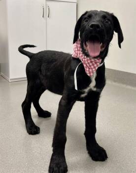 WINSTON -  Great Dane and Mixed Breed Dog for Adoption in San Francisco, California - WINSTON | PetCurious