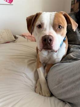 Pit Bull Terrier Dogs Available for Adoption - HEAVY | PetCurious