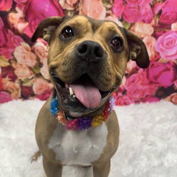 Jade -  Terrier Dog for Adoption in Monroeville, Pennsylvania - Jade | PetCurious
