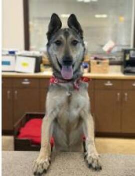 Anatolian Shepherd Dogs Available for Adoption - Sky | PetCurious