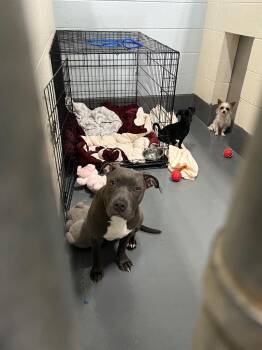 Alexa -  Pit Bull Terrier Dog for Adoption in Johnson City, Tennessee - Alexa | PetCurious