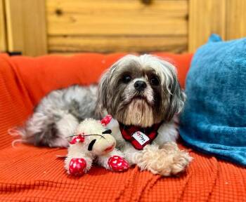 Shih Tzu Dogs Available for Adoption in Friendswood, Texas - Gray Hoverfluff The Soft Scruffy Sweetheart | PetCurious